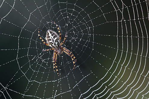 Arachnids follow certain patterns to build their webs