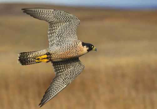 falcon-in-flight