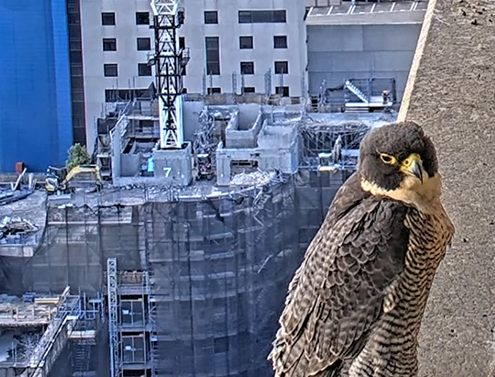 falcon-nesting